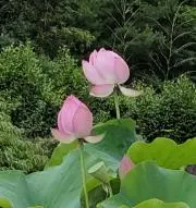 さふぃ