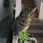 トト