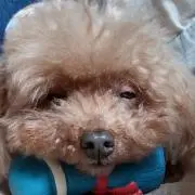 yamaの画像