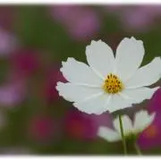 秋桜の画像