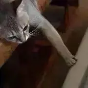 ねこの画像