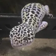 クロム