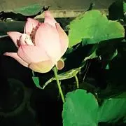 うさちゃん☆の画像