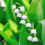 suzuranの画像