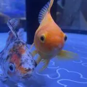 KOZ 断捨離中の画像
