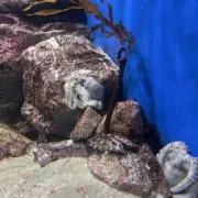 esuの画像