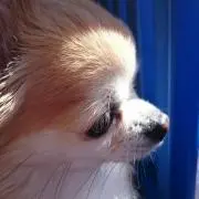 ゆい