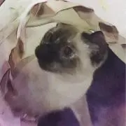 ロミロミ