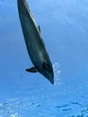 keiの画像