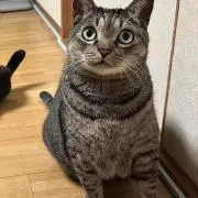 キクジロウの画像