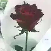 k.の画像