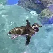 サクモユ※プロフ確認お願いします※の画像