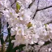 yomogiの画像