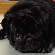かねごん