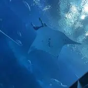 すいか