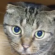 まめの画像