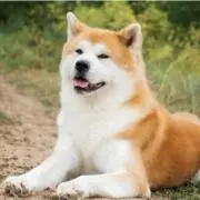HA