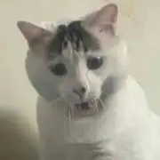 ピンキーの画像