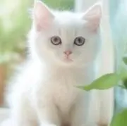 ♡nyanko♡プロフィールお読み下さいの画像