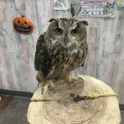 ユウー