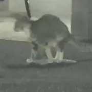 まんじくん