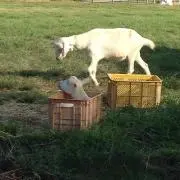 るんたろう