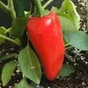 さくらの画像