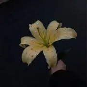 ✩⡱の画像