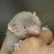 いちこ　*値下げコメント大歓迎中*の画像