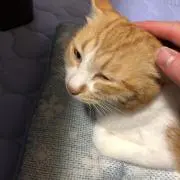 くろの画像