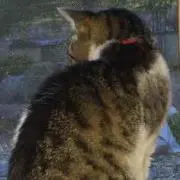 にゃにゃーこ