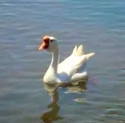 ちーかまの画像