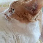 とらの画像