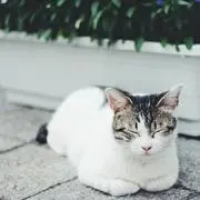 あいの画像