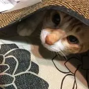 れんれん