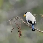 斑鳩