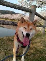 サワの画像