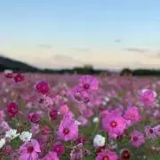 ひなの画像