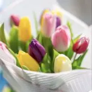 フランソワの画像