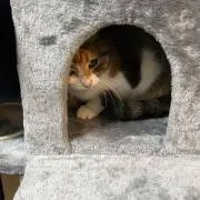 ダビの画像