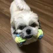 Marukoの画像