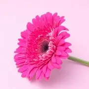 sachiの画像