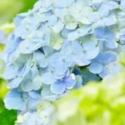 ラピスラズリの画像