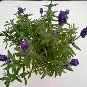 ACANTHUSの画像