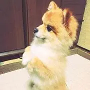 ちゃーの画像