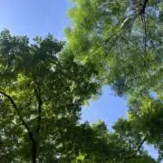 AMANO雀の画像