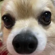 ななし