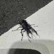 ゆうテリーの画像