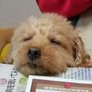 うさっぴーの画像
