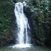 綾鷹
